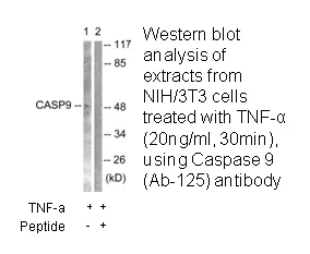Caspase 9 (Ab-125) Antibody - image 3