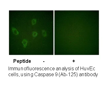Caspase 9 (Ab-125) Antibody - image 1