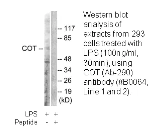 COT (Ab-290) Antibody - image 2