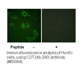 COT (Ab-290) Antibody - image 1