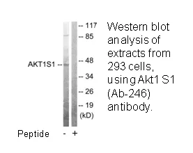 Akt1 S1 (Ab-246) Antibody - image 2