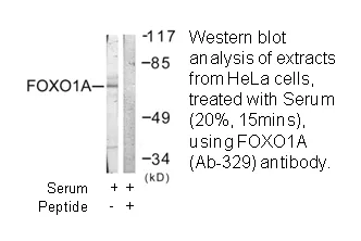 FOXO1A (Ab-329) Antibody thumbnail 3