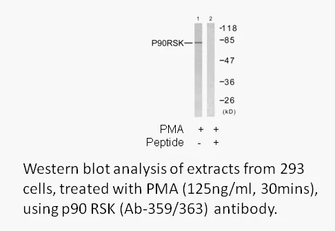 p90 RSK (Ab-359/363) Antibody - image 2