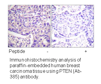 PTEN (Ab-385) Antibody - image 2