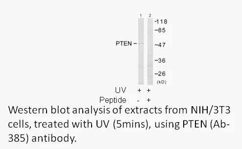 PTEN (Ab-385) Antibody - image 1