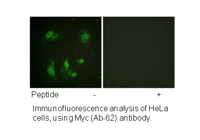 Survivin (Ab-117) Antibody - image 2