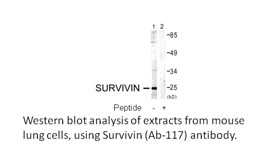 Survivin (Ab-117) Antibody - image 3