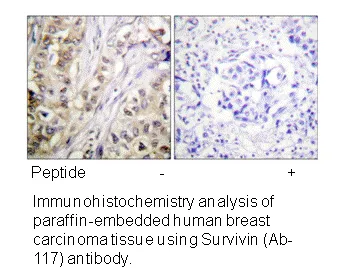 Survivin (Ab-117) Antibody - image 1