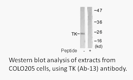 TK (Ab-13) Antibody - image 3