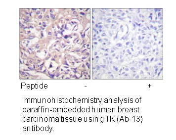 TK (Ab-13) Antibody - image 1