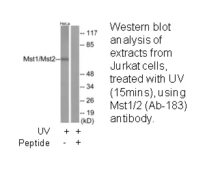 Mst1/2 (Ab-183) Antibody - image 1