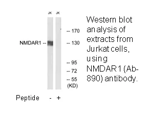 NMDAR1 (Ab-890) Antibody - image 2