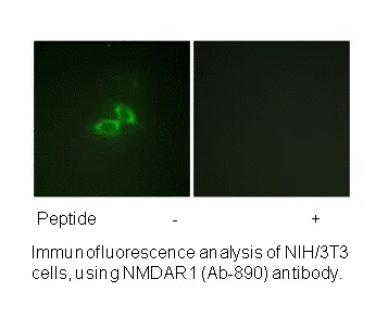 NMDAR1 (Ab-890) Antibody - image 3