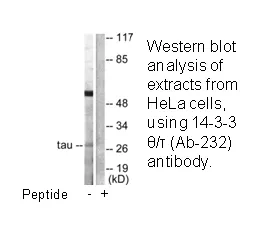 14-3-3 θ/τ (Ab-232) Antibody thumbnail 2