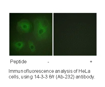 14-3-3 θ/τ (Ab-232) Antibody