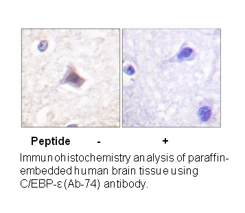 C/EBP-ε (Ab-74) Antibody - image 2