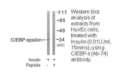 C/EBP-ε (Ab-74) Antibody - image 3