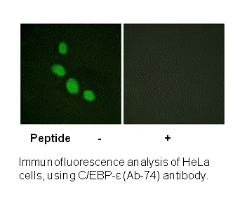 C/EBP-ε (Ab-74) Antibody - image 1