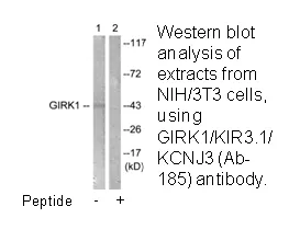 GIRK1/KIR3.1/KCNJ3 (Ab-185) Antibody - image 2