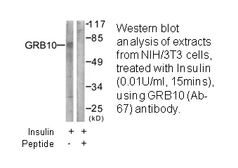 GRB10 (Ab-67) Antibody - image 3