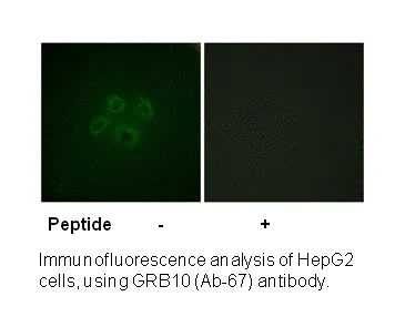 GRB10 (Ab-67) Antibody - image 1
