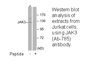 JAK3 (Ab-785) Antibody - image 1