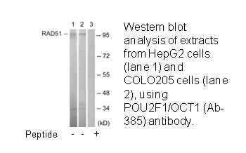 POU2F1/OCT1 (Ab-385) Antibody - image 1