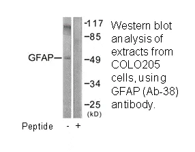 GFAP (Ab-38) Antibody - image 3