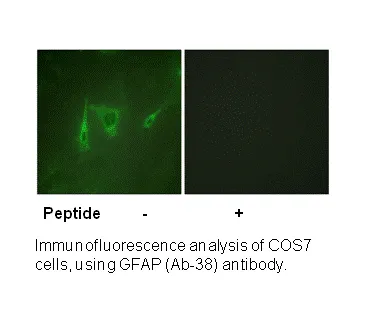 GFAP (Ab-38) Antibody - image 1