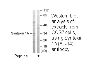 Syntaxin 1A (Ab-14) Antibody - image 3