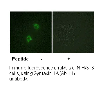 Syntaxin 1A (Ab-14) Antibody - image 1