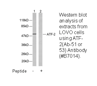 ATF2 (Ab-69 or 51) Antibody - image 2