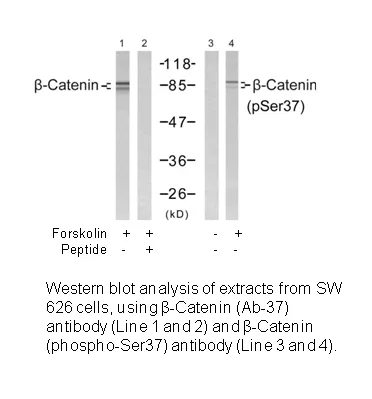 Catenin-β (Ab-37) Antibody - image 1