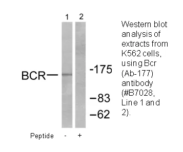 Bcr (Ab-177) Antibody - image 1