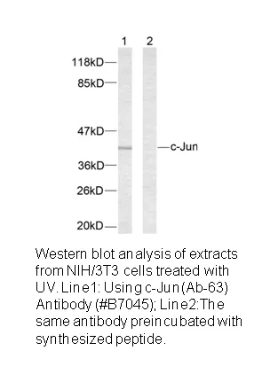 C-Jun (Ab-63) Antibody - image 1