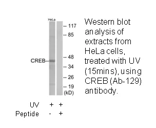 CREB (Ab-129) Antibody - image 1