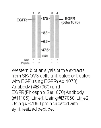 EGFR (Ab-1070) Antibody - image 2