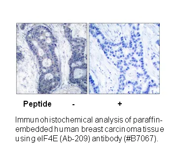 EIF4E (Ab-209) Antibody - image 1