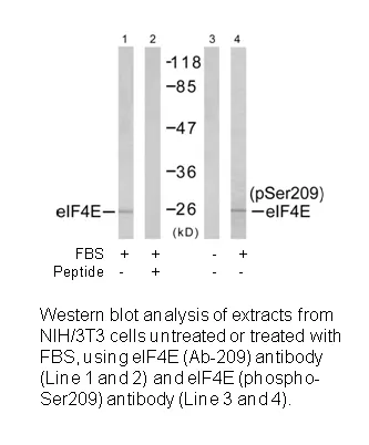 EIF4E (Ab-209) Antibody - image 2