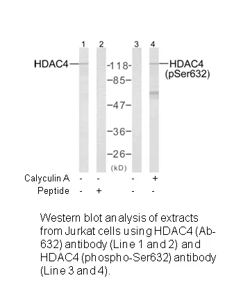 HDAC4 (Ab-632) Antibody - image 1