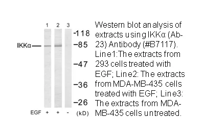 IKK-α (Ab-23) Antibody - image 1
