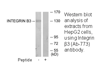 Integrin β3 (Ab-773) Antibody - image 1