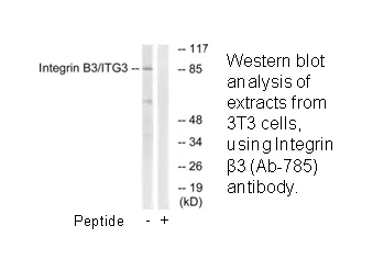 Integrin β3 (Ab-785) Antibody - image 1