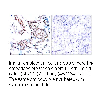 C-Jun (Ab-170) Antibody - image 2