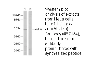 C-Jun (Ab-170) Antibody - image 1