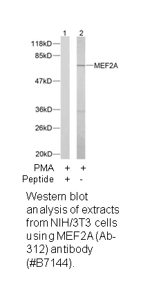 MEF2A (Ab-312) Antibody - image 1