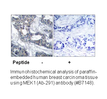MEK1 (Ab-291) Antibody - image 1