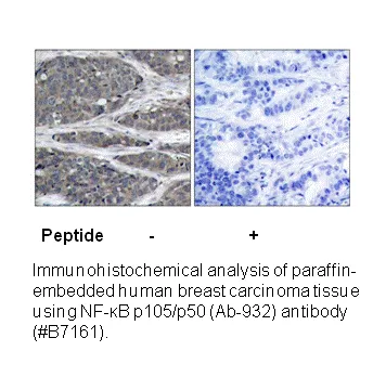 NF-κB p105/p50 (Ab-932) Antibody - image 1