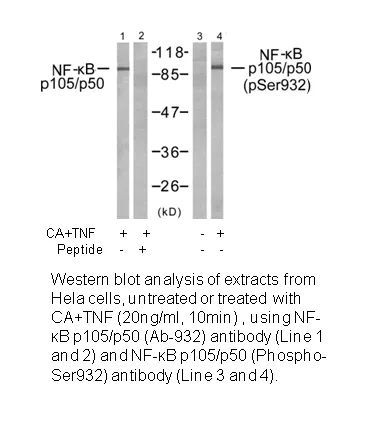 NF-κB p105/p50 (Ab-932) Antibody - image 2