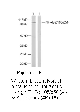 NF-κB p105/p50 (Ab-893) Antibody - image 1